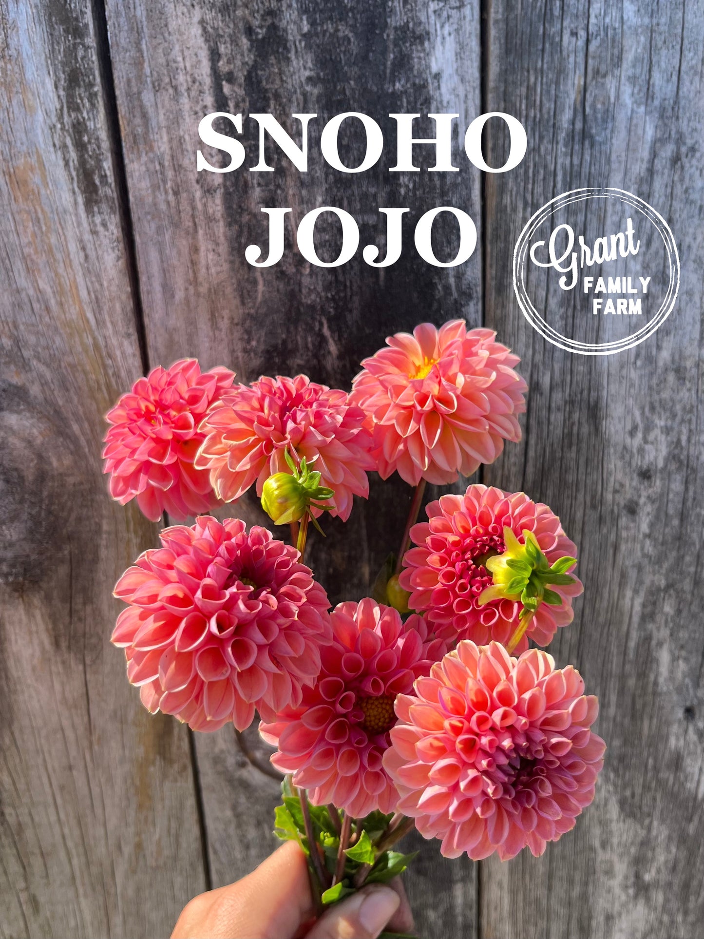 Snoho Jojo