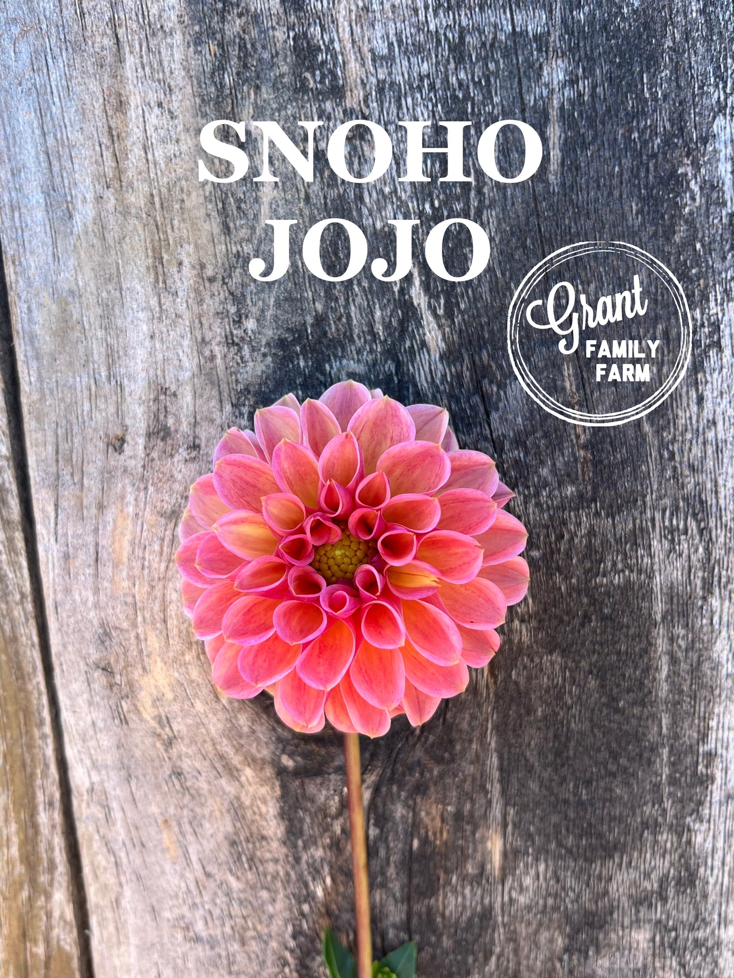 Snoho Jojo