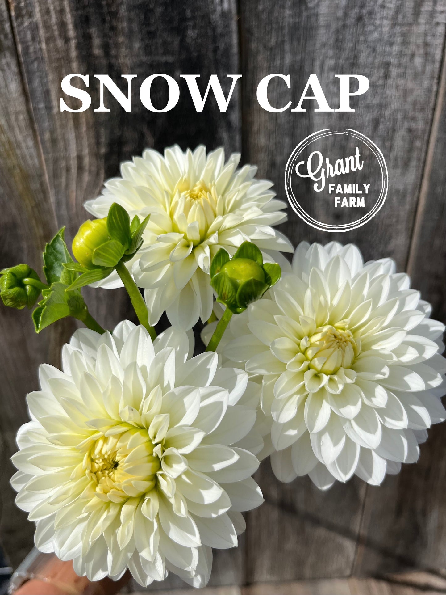 Snowcap