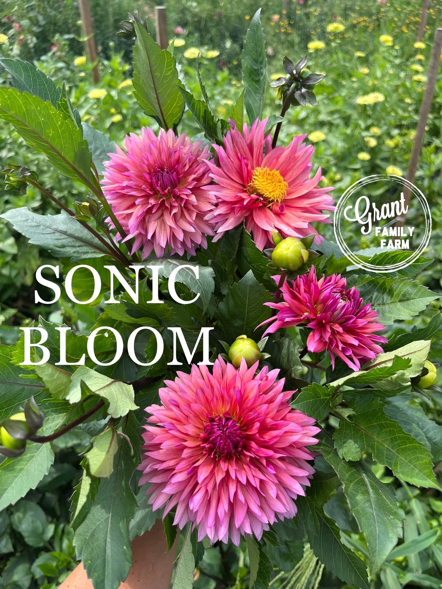 Sonic Bloom