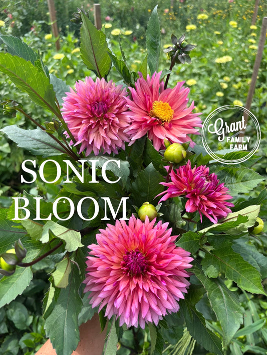 Sonic Bloom