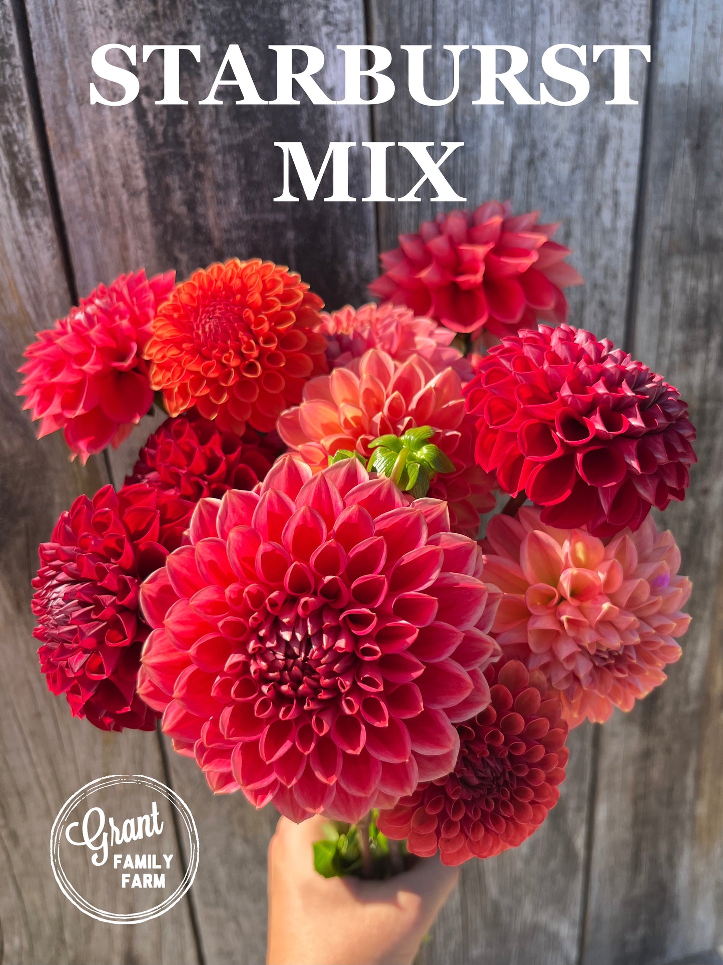 Starburst Mix
