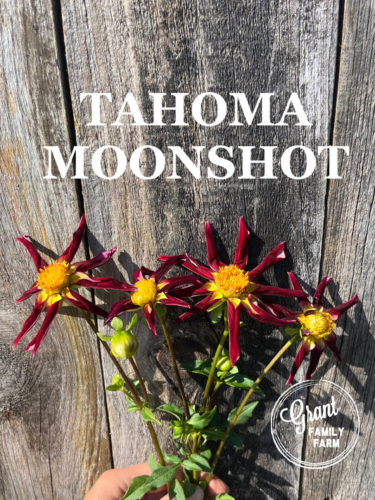 Tahoma Moonshot