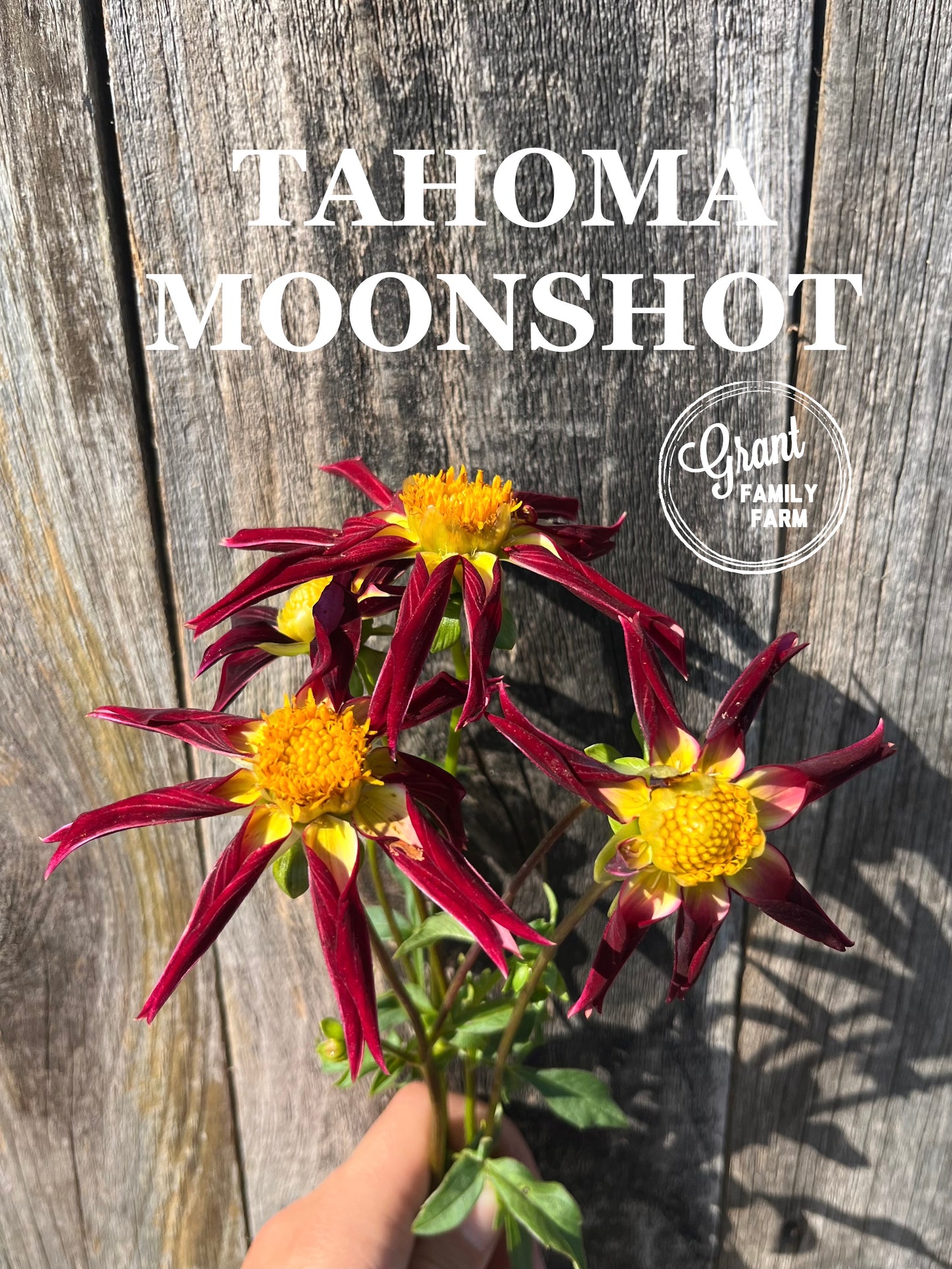 Tahoma Moonshot