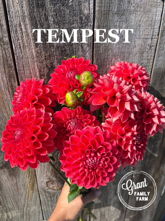 Tempest