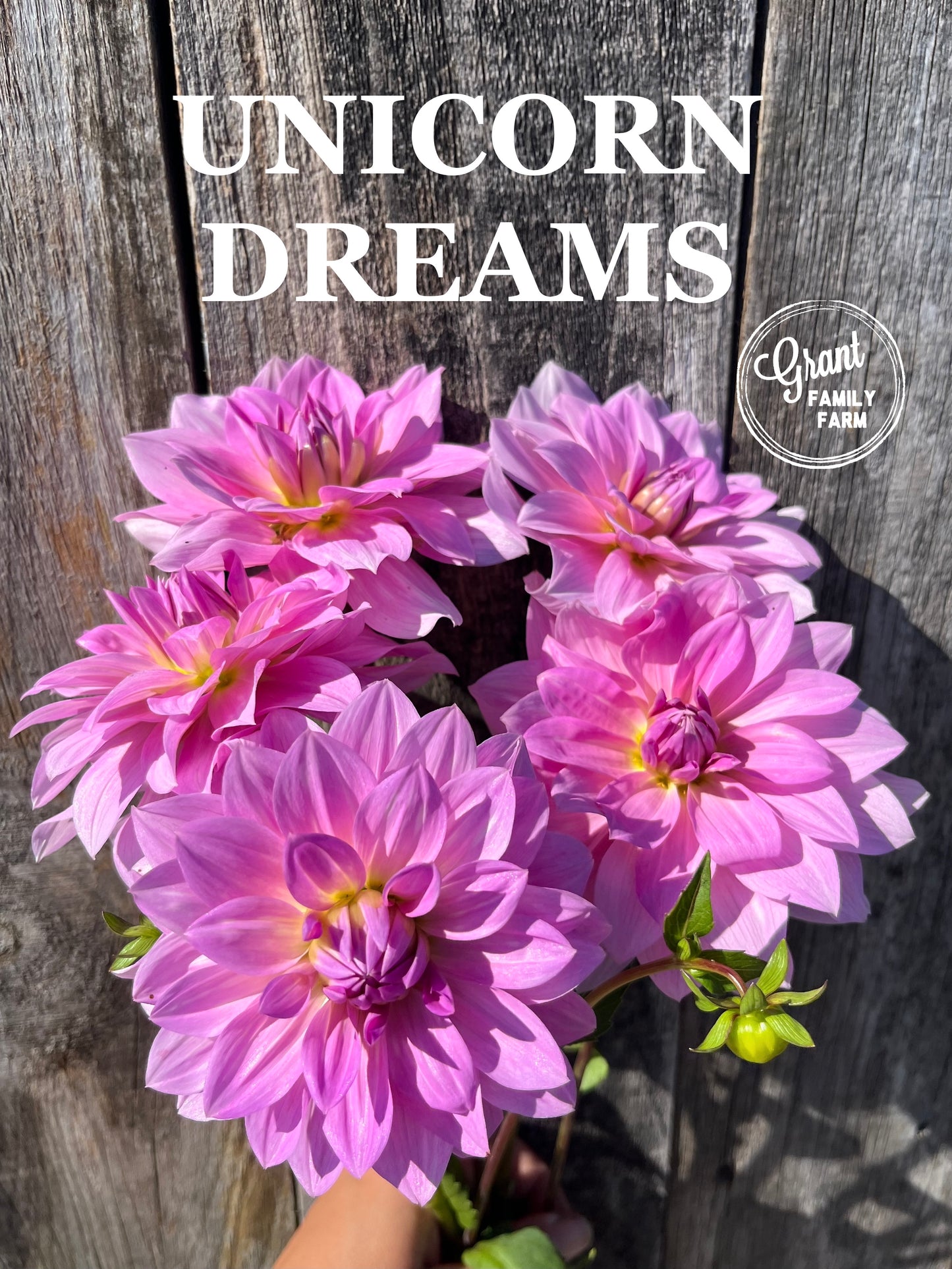 Unicorn Dreams