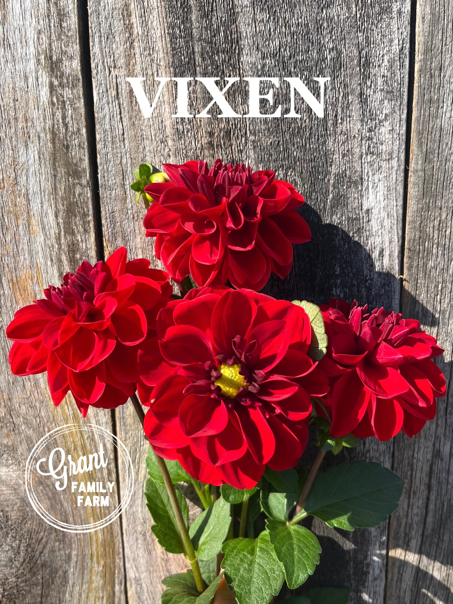 Vixen