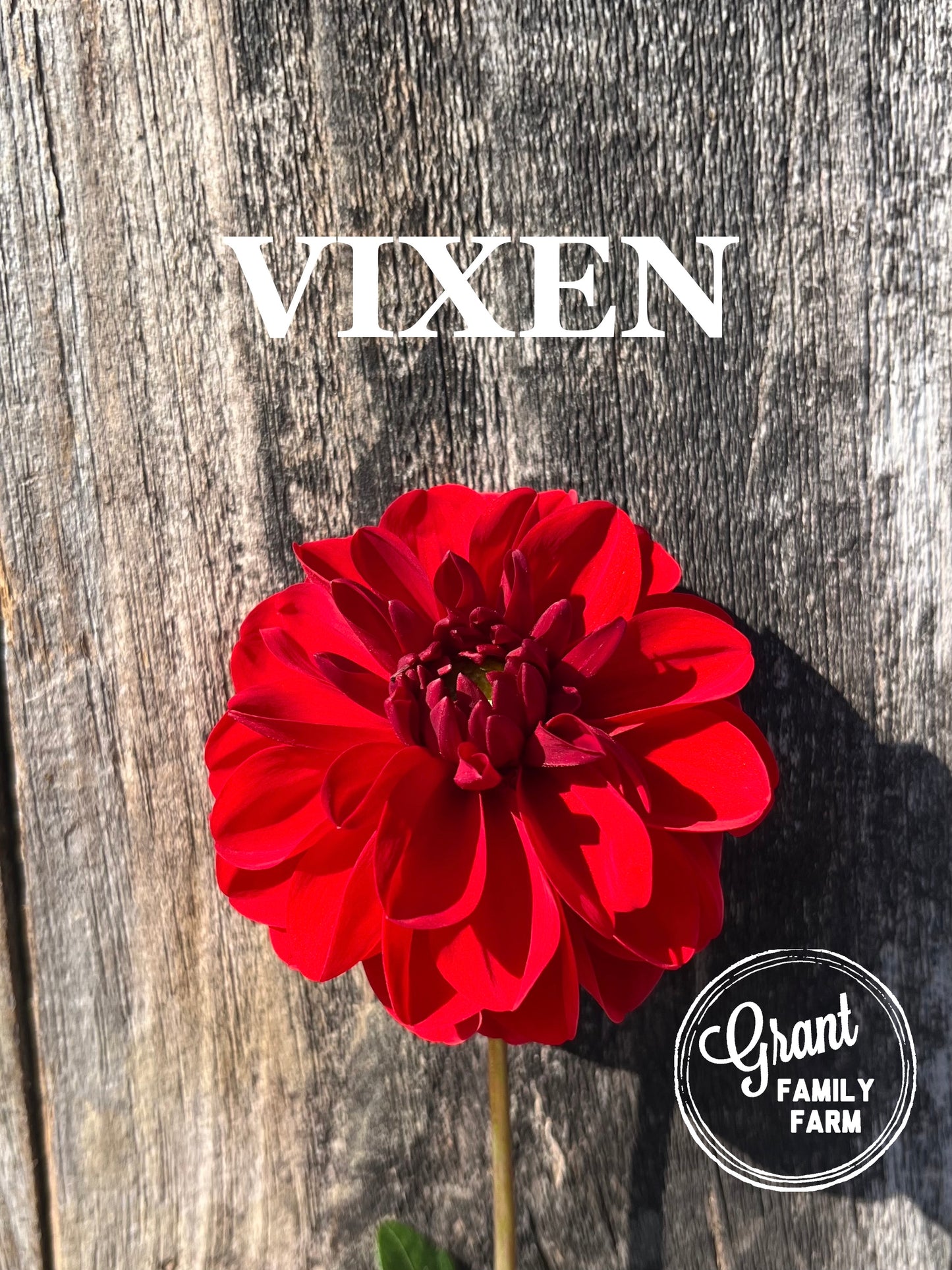 Vixen