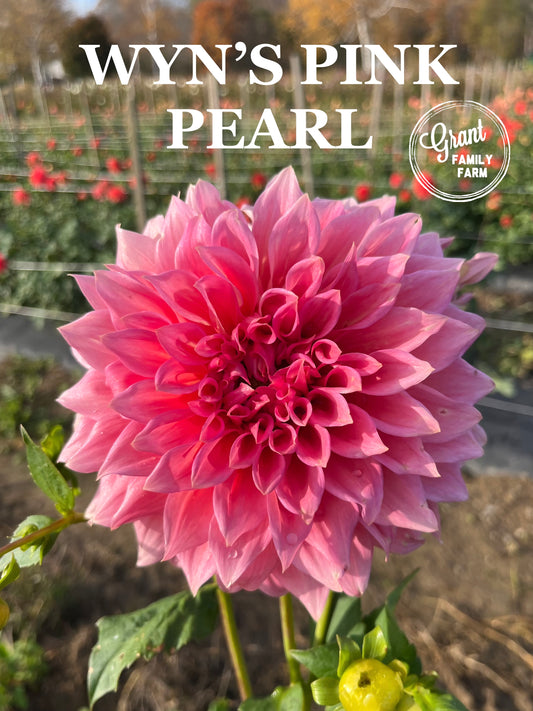 Wyn's Pink Pearl